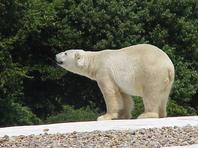 polar4.jpg