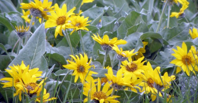 aflower1.jpg