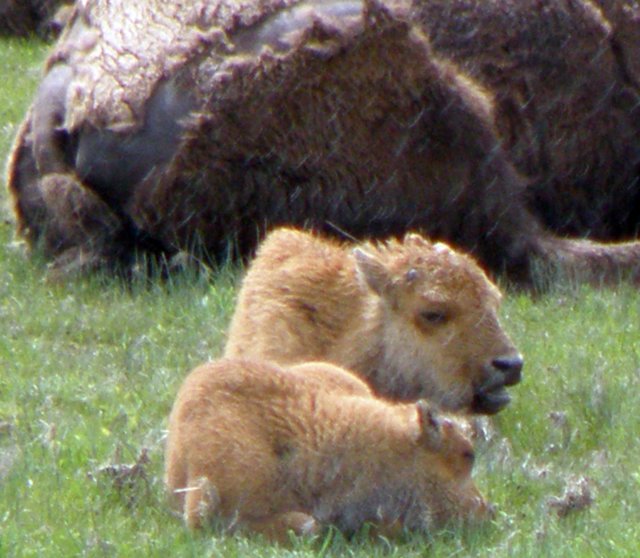 bufcalf.jpg