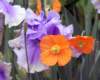 p1050019_small.jpg