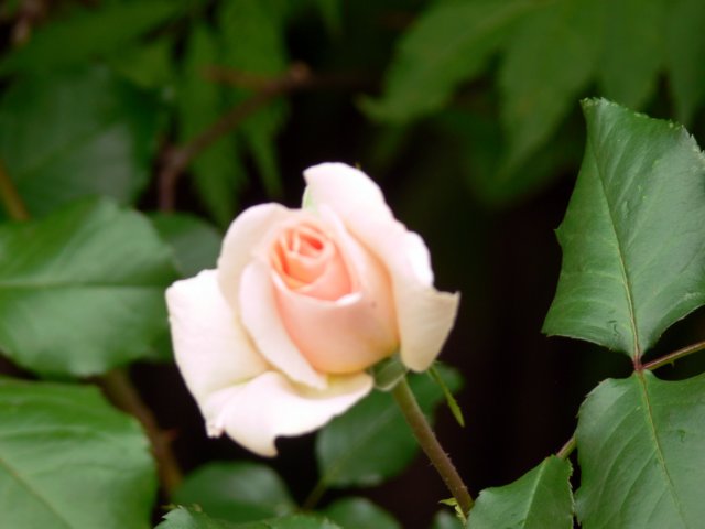 p1050023.jpg