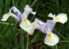 p1050031_small.jpg