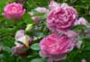 p1050039_small.jpg