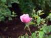 p1050040_small.jpg