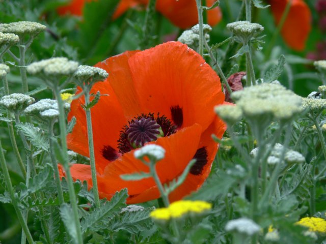 p1050065.jpg