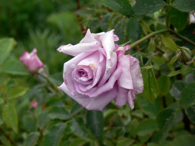 p1050071.jpg