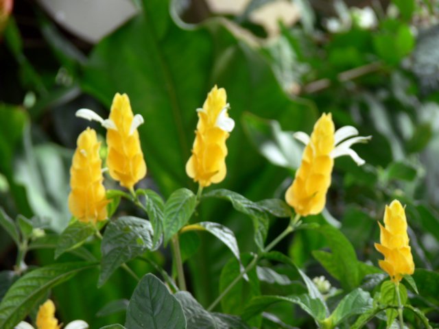 p1050099.jpg