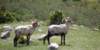 p6100039_small.jpg