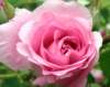 p6110049_small.jpg