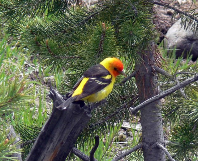 yellowbrd2.jpg